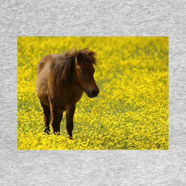 shetland pony in a meadow of butter cups by Simon-dell